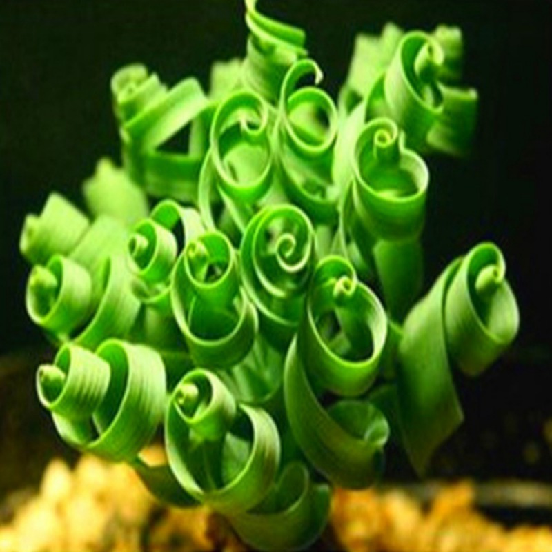 eb stone cactus and succulent mix