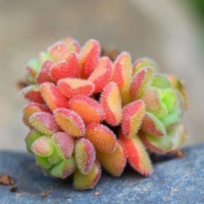 eb stone cactus and succulent mix