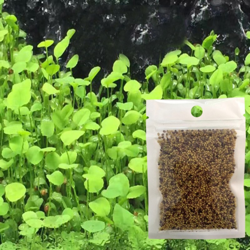 Plant Seeds Fish Tank Aquarium Aquatic Water Grass Decor