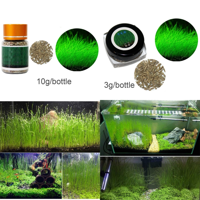 Plant Seeds Fish Tank Aquarium Aquatic Water Grass Decor